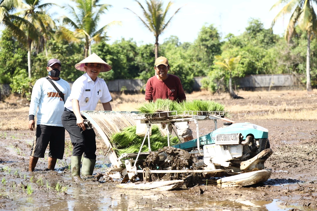 Pontianak Targetkan Produksi 800 Ton Padi per Tahun