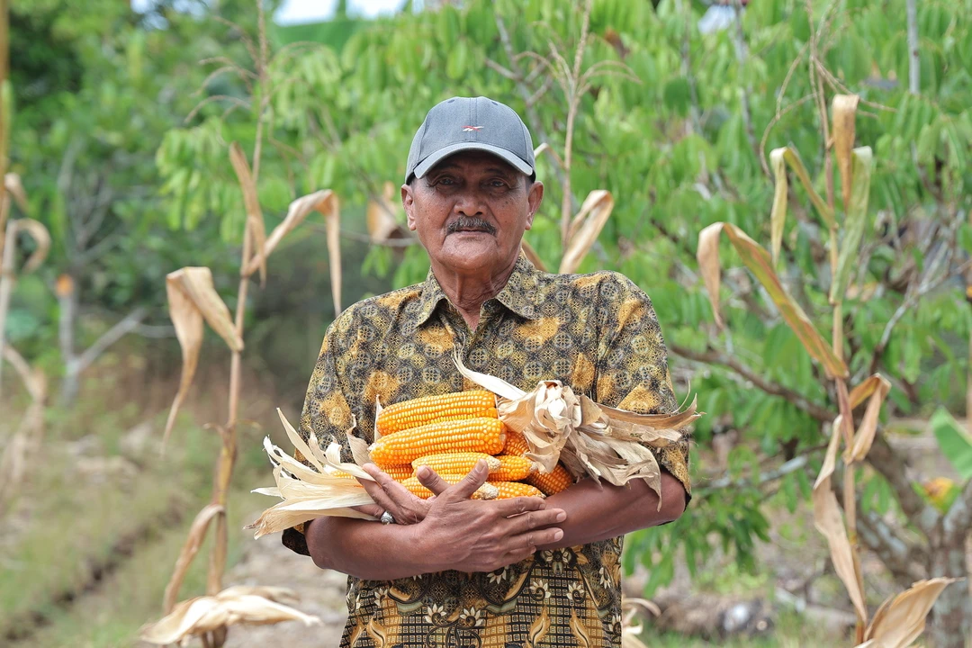 Semangat Abdul Hamid Bertani di Tengah Keterbatasan Lahan