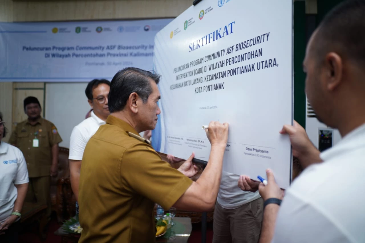 FAO Luncurkan Program CABI, Mitigasi Penyakit ASF pada Babi