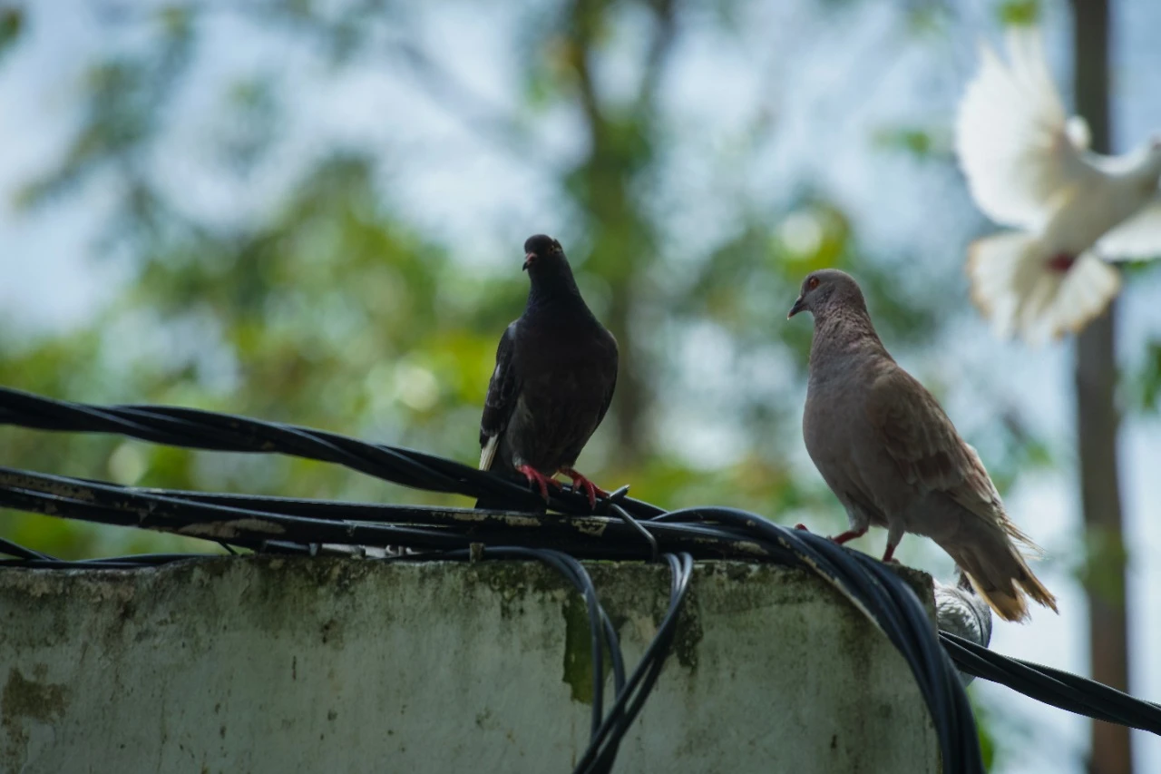 Pemkot Berencana Bangun Taman Burung di Kolam Renang Ampera